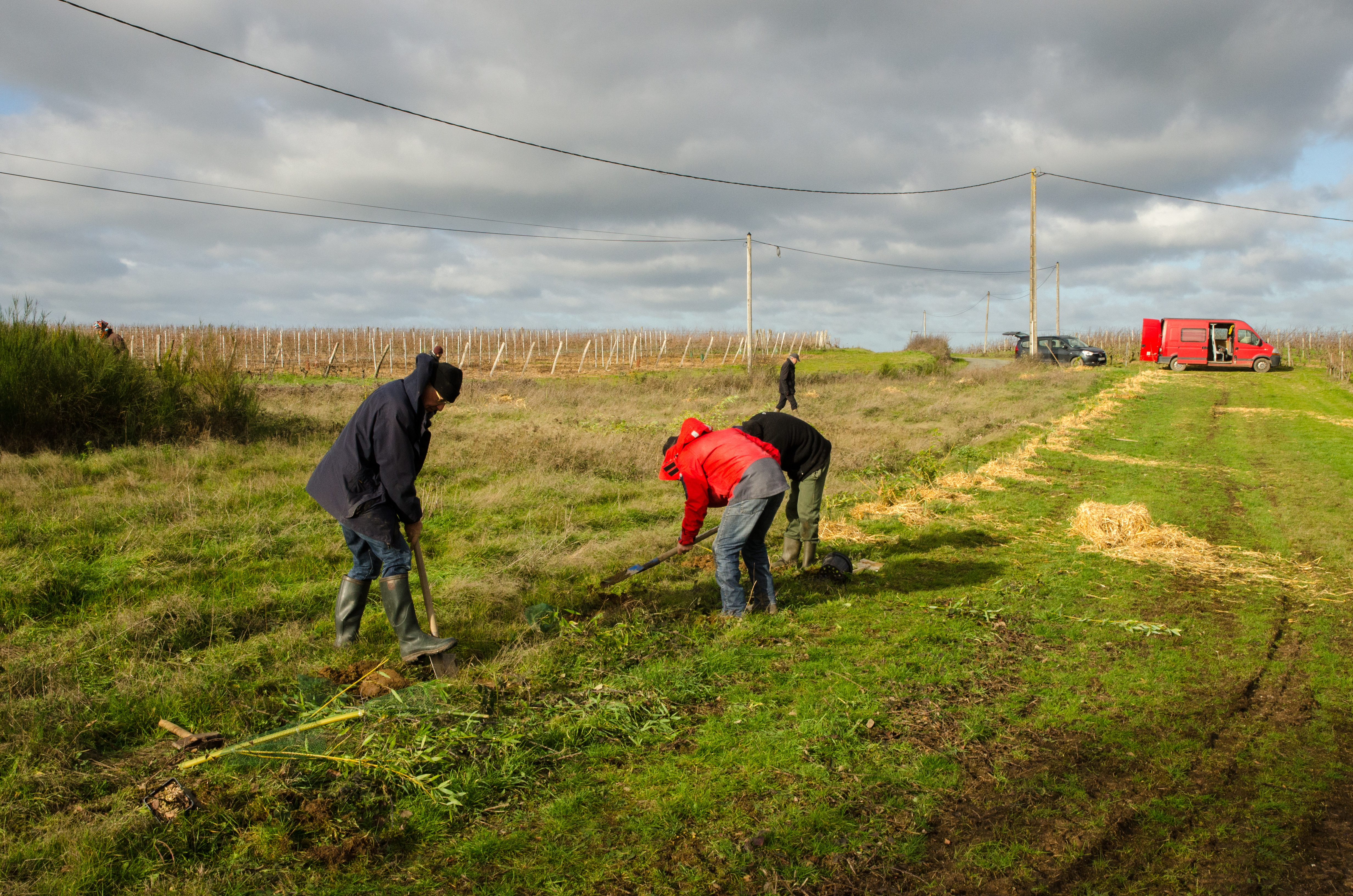 Plantation de haies